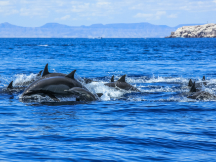 Dolphins jumping in Mexico. Isla Espiritu Santo near La Paz, in Baja California.